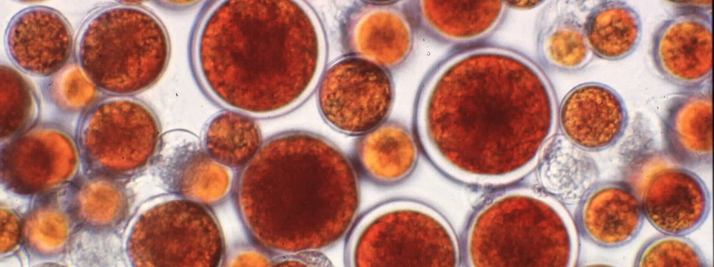 Haematococcus pluvialis CCAP 34/6 (courtesy of CCAP)